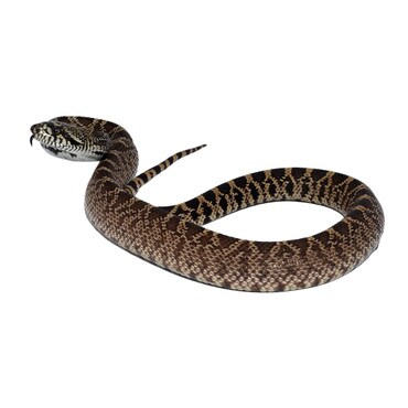 Kankakee Bull Snake